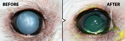 Cure for cataracts in sales dogs